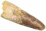 Fossil Spinosaurus Tooth - Real Dinosaur Tooth #361285-1